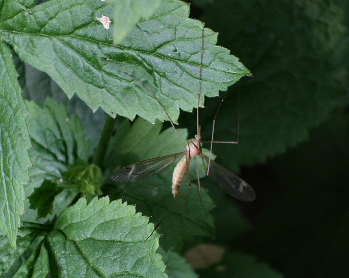  identificabile ?